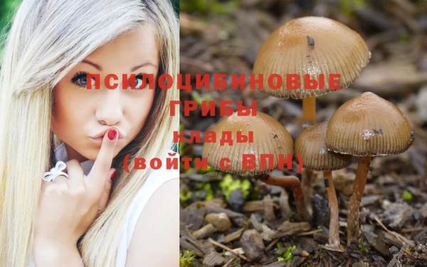 прущие грибы Нефтекумск